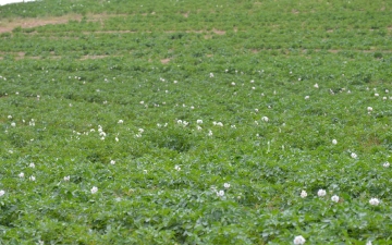 Présentation Les pommes de terre d'Ally