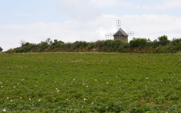 Présentation Les pommes de terre d'Ally