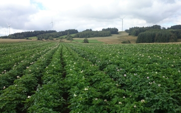 Présentation Les pommes de terre d'Ally